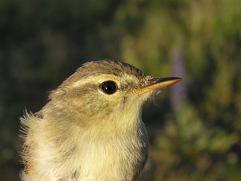 Greenish Warbler, Sundre 20080605